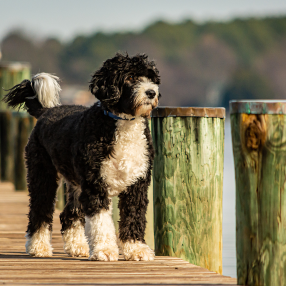 portuguese water dog black and white portuguese water dog